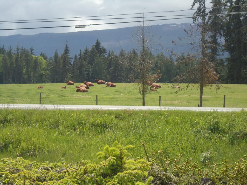 Cedar Song B&B Parksville Exterior photo